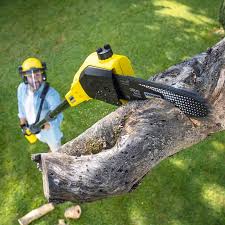 Best Arborist Consultation Services  in Edburgh, IN