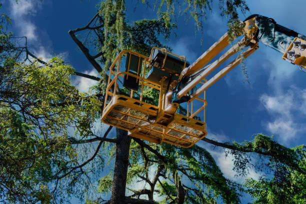 Best Hazardous Tree Removal  in Edburgh, IN
