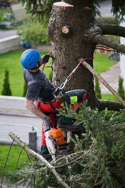 Best Tree Preservation Services  in Edburgh, IN