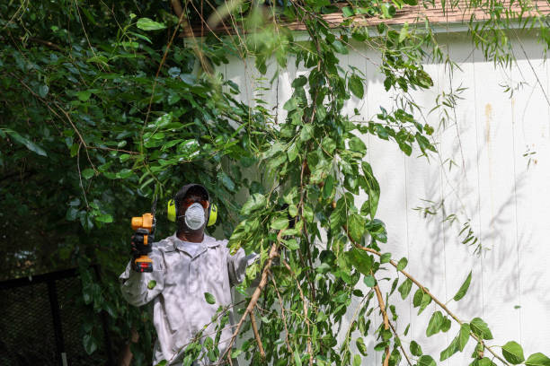 Best Tree Health Inspection  in Edburgh, IN