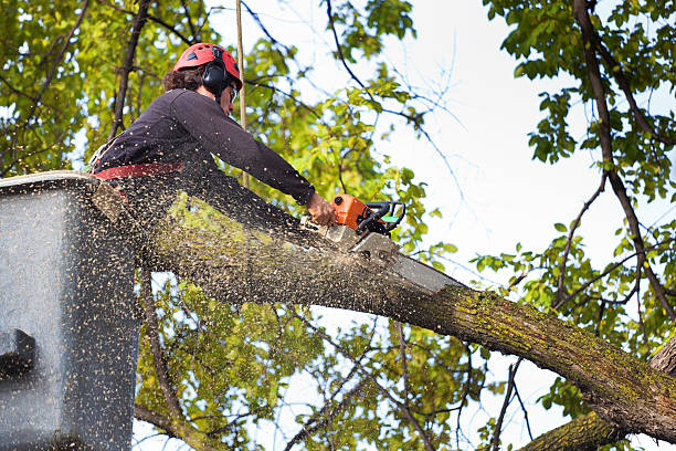 Best Lawn Watering Services  in Edburgh, IN